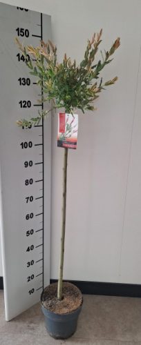 Salix integra 'Flamingo' - Tarka levelű japánfűz (törzses)