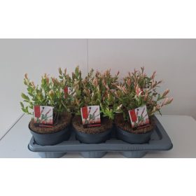   Salix integra 'Flamingo' - Tarka levelű japánfűz