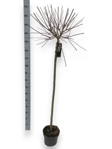Salix integra 'Hakuro Nishiki' - Tarka levelű japánfűz (törzses)