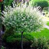 Salix integra 'Hakuro Nishiki' - Tarka levelű japánfűz (törzses)