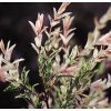 Salix integra 'Hakuro Nishiki' - Tarka levelű japánfűz (törzses)