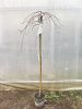 Salix integra 'Pendula' – Japán fűz