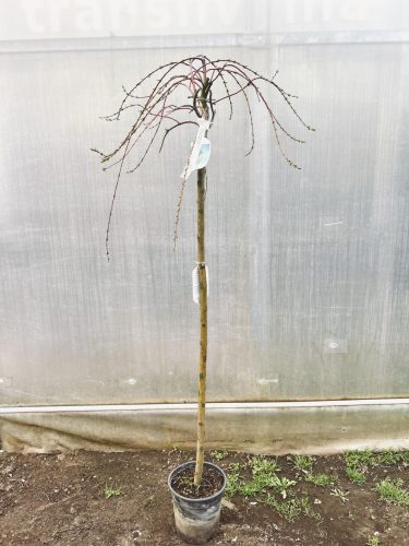 Salix integra 'Pendula' – Japán fűz