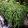 Salix integra 'Pendula' – Japán fűz
