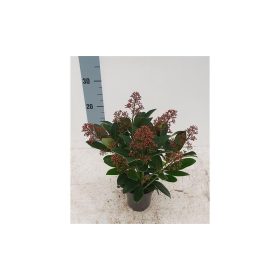   Skimmia japonica 'Rubella' 9+ Flower - Japán Dérbabér