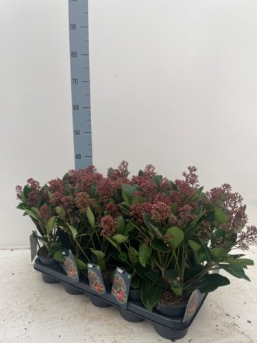 Skimmia japonica 'Rubella' 9+ Flower - Japán Dérbabér