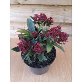Skimmia japonica 'Rubella' - Japán Dérbabér