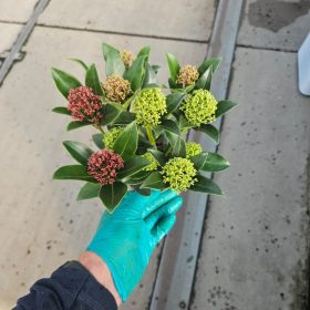 Skimmia japonica 'trio' - Japán Dérbabér