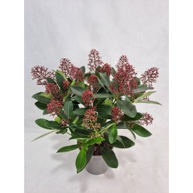   Skimmia japonica 'Rubella' 13+ Flower - Japán Dérbabér