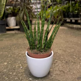 Sansevieria Laurentii - Anyósnyelv