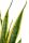 Sansevieria Laurentii - Anyósnyelv