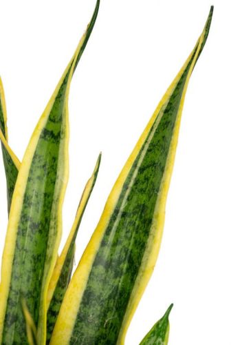 Sansevieria Laurentii - Anyósnyelv