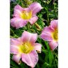 Hemerocallis 'Catherine Woodbury' -  Sásliliom