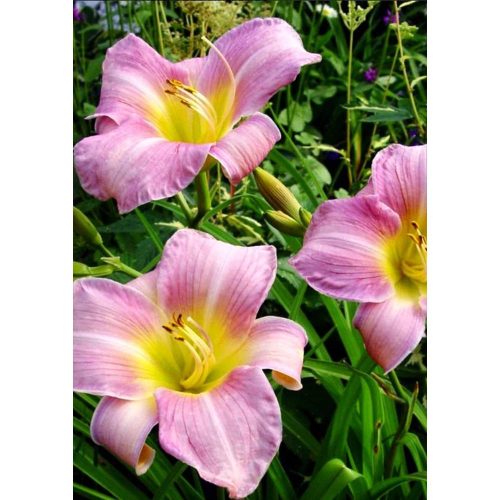 Hemerocallis 'Catherine Woodbury' -  Sásliliom