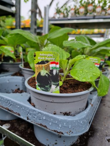 Solanum melongena 'Black Beauty' - Padlizsán