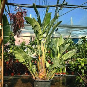 Strelitzia Nicolai - Óriás Papagájvirág