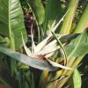 Strelitzia Nicolai - Óriás Papagájvirág