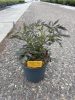 Sambucus nigra 'Black Lace' – Bodza