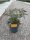 Sambucus nigra 'Black Lace' – Bodza