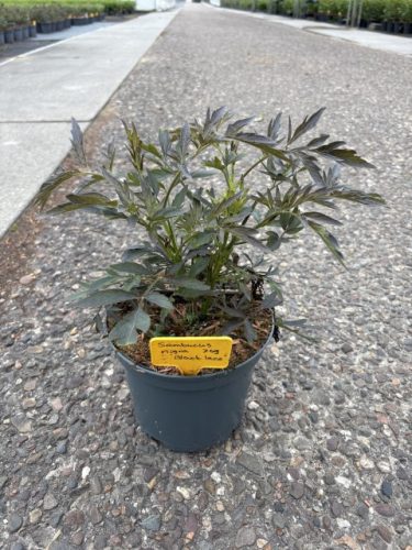 Sambucus nigra 'Black Lace' – Bodza