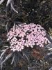 Sambucus nigra 'Black Lace' – Bodza
