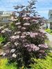 Sambucus nigra 'Black Lace' – Bodza