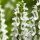 Salvia nemorosa "Synchro white" - Ligeti zsálya