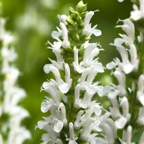 Salvia nemorosa "Synchro white" - Ligeti zsálya