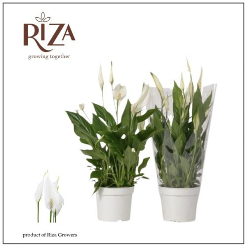 Spathiphyllum 'Bellini' - Vitorlavirág