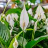 Spathiphyllum 