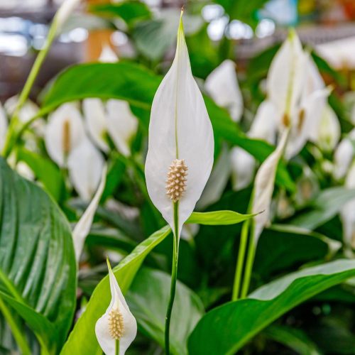 Spathiphyllum 