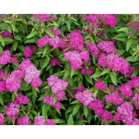 Spiraea japonica 'Manon' – Japán gyöngyvessző