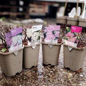 Spiraea mix - gyöngyvessző mix (11cm)