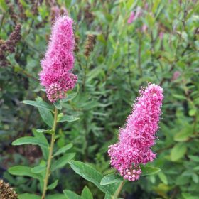 Spiraea x billardii – Piros virágú gyöngyvessző