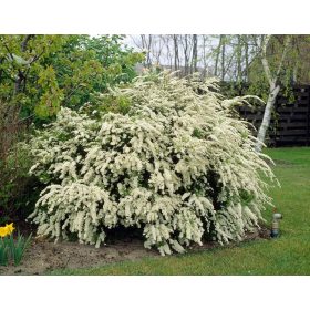 Spiraea x vanhouttei - Közönséges gyöngyvessző