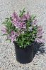 Syringa patula 'Miss Kim' - késői, törpe orgona