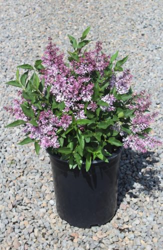 Syringa patula 'Miss Kim' - késői, törpe orgona