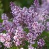 Syringa patula 'Miss Kim' - késői, törpe orgona