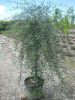 Salix purpurea 'Pendula' – Csüngő csigolyafűz