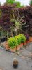 Salix purpurea 'Pendula' – Csüngő csigolyafűz