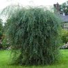 Salix purpurea 'Pendula' – Csüngő csigolyafűz