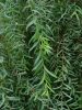 Salix purpurea 'Pendula' – Csüngő csigolyafűz