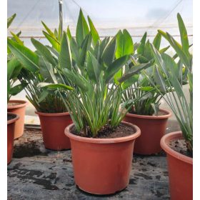 Strelitzia Reginae - Pompás papagájvirág