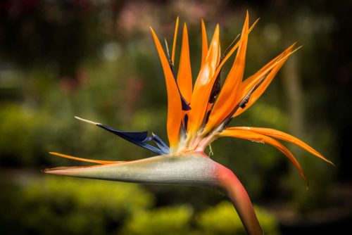 Strelitzia Reginae - Pompás papagájvirág