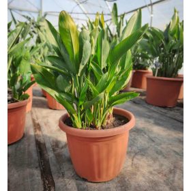 Strelitzia Reginae - Pompás papagájvirág