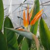 Strelitzia Reginae - Pompás papagájvirág
