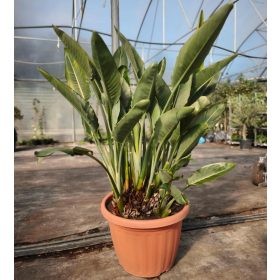 Strelitzia Reginae - papagájvirág