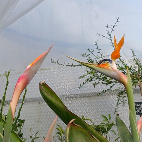 Strelitzia Reginae - Pompás papagájvirág