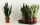 Sansevieria trifasciata 'Super mix' - Anyósnyelv