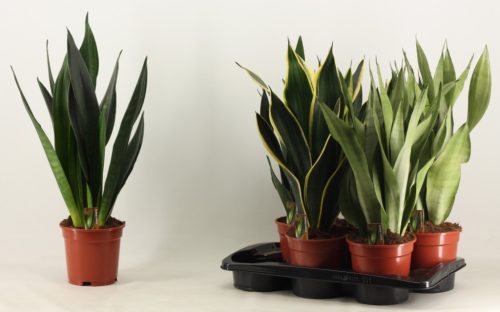 Sansevieria trifasciata 'Super mix' - Anyósnyelv